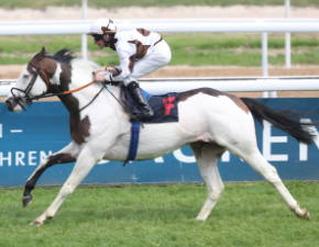 Silvery Moon xx mit Jockey auf der Rennbahn