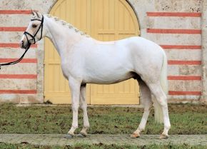 Perry Rhodan Standbild