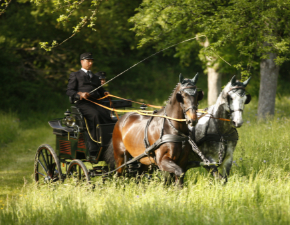 Leiter der landesfahrschule Fred Probst mit einem Gespann in der Wiese