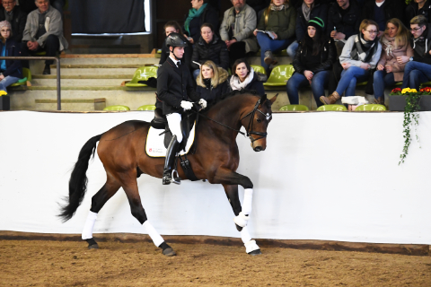 Bourbon geritten von Lukas Maier, Brauner Warmblüter