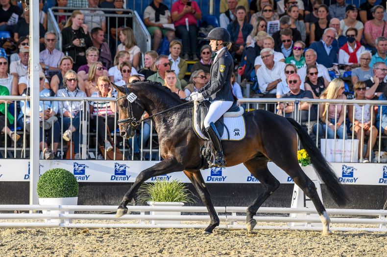 Descartes *2019, v. Durello-Sir Oldenburg, DSP-Vize Champion 2022, B: HuL Marbach, Z: Dr. Claudia Gille-Eberhardt