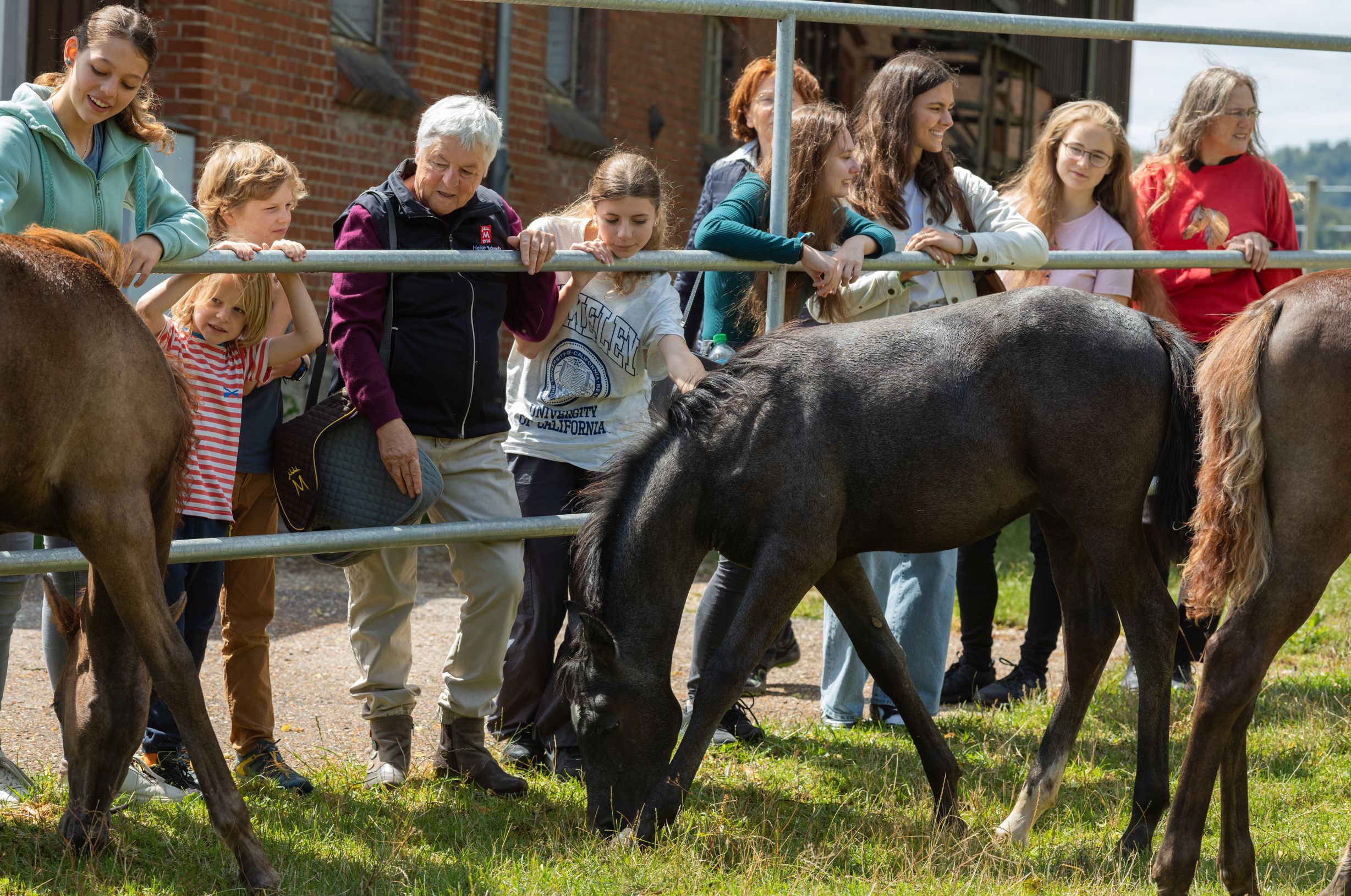 Besucher an der Fohlenweide mit schwarzem Fohlen