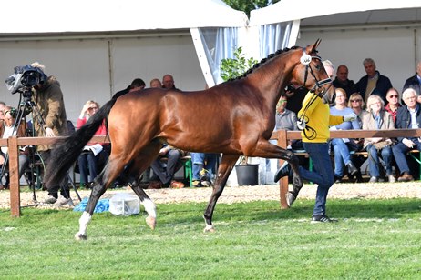 Vermeer im Trab an der Hand, Brauner Warmblüter