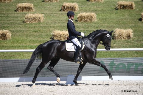 Doubtless unter Lukas Maier im Trab (Foto: Matthaes)