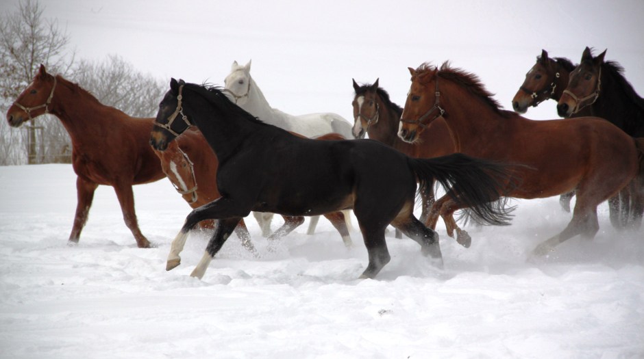Lehrpferde auf der Koppel