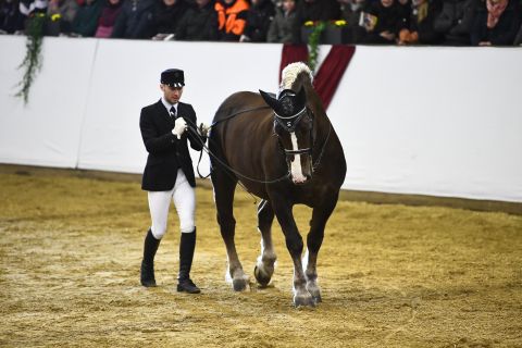 Markstein langer Zügel (Foto: Schreiner)