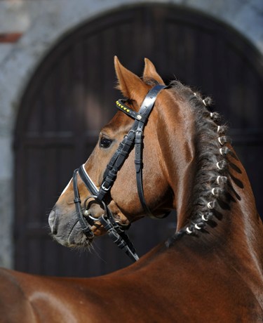 Kopfbild Sir Nymphenburg, Fuchs Warmblüter