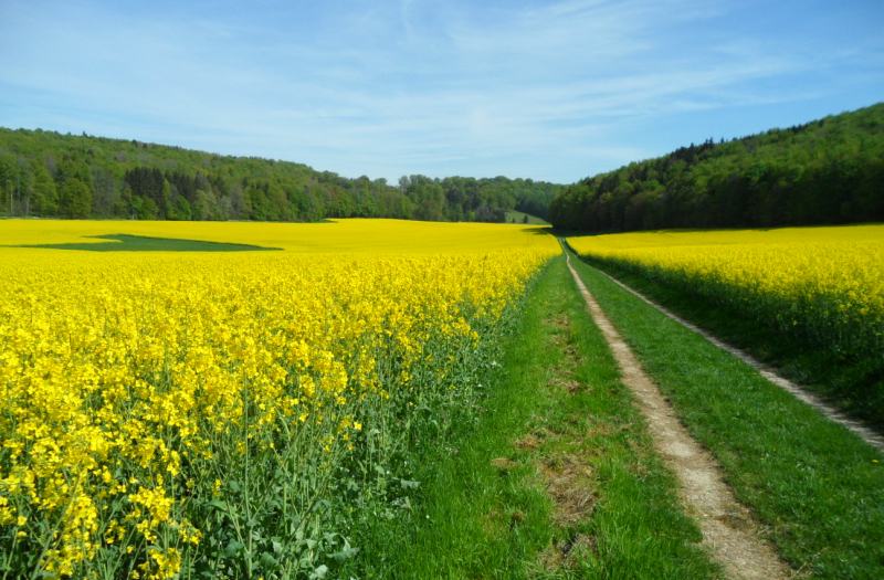 Rapsfelder von Marbach