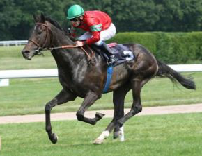 Il Divo auf der Rennbahn (Foto: Rühl)