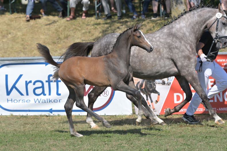 Ultimativ, Goldfohlen, HF 06.05.2023 v. Uno I – IL Divo xx, Z: Franz Josef Brüstle, Riedlingen, FS Fronhofen