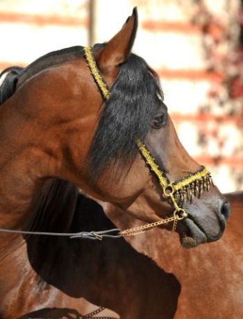 Kopfbild Musab ox, Brauner Vollblutaraber