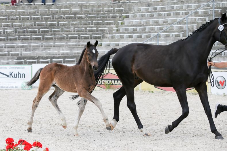 Pepé le Pew, HF v. Propriano- Quality Boy, Fohlenschau Marbach 2023, Z: Sportpferde Illertal, Illertissen