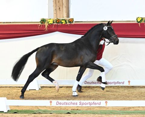 Don Bismark an der Hand im Trab (Foto: Fischer)