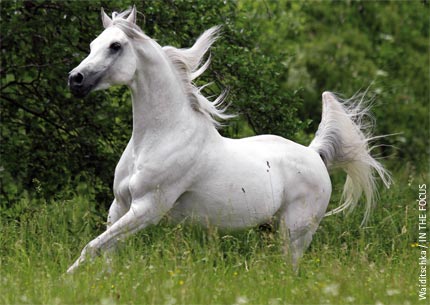 Arabisches Pferd