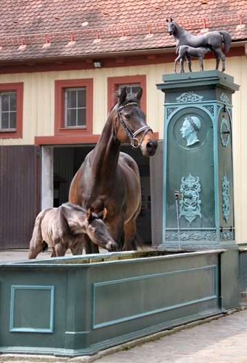 Fohlen von Laurel am Stutenbrunnen (Foto: Claudia Gille)
