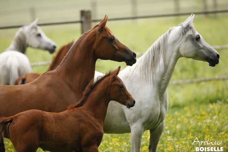 Araberstuten Marbach (Foto: Archiv Boiselle)