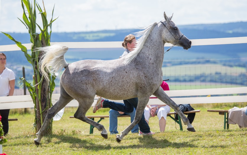 Namrata im Trab an der Hand