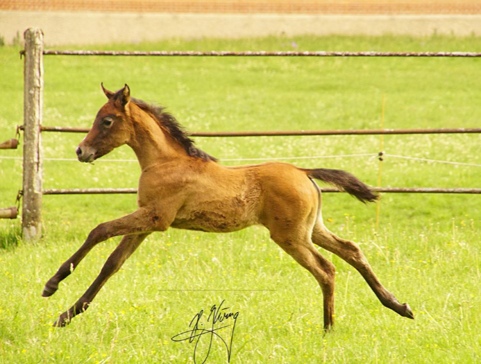 Stutfohlen Araber