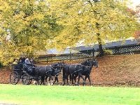 Fahrkurs Viersp&auml;nner Foto Dr. Claudia Gille.JPG