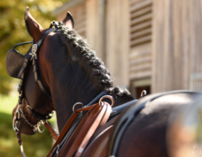 Altwürttemberger eingespannt von hinten