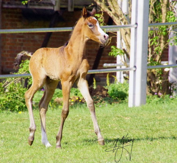 Araber Hengstfohlen