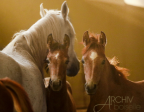 Zwei Araberfohlen stehen im Stall bei einer Stute und blicken direkt in die Kamera