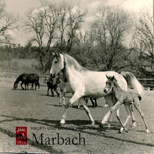 Halef-Tochter "Hambdi ox" mit Hengstfohlen
