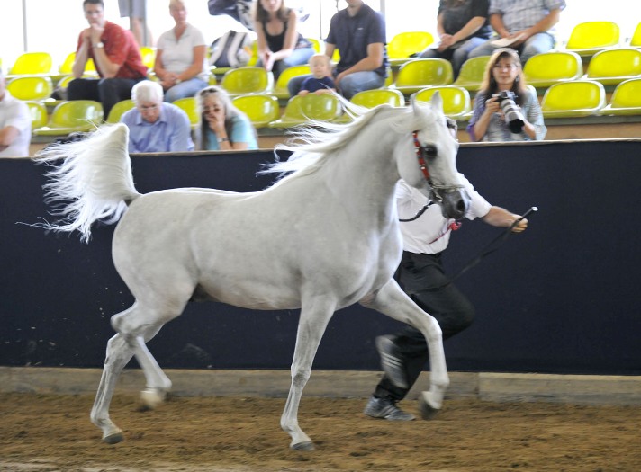 Bairactar Memorial Schau 2010 (Foto: Stephan Kube)