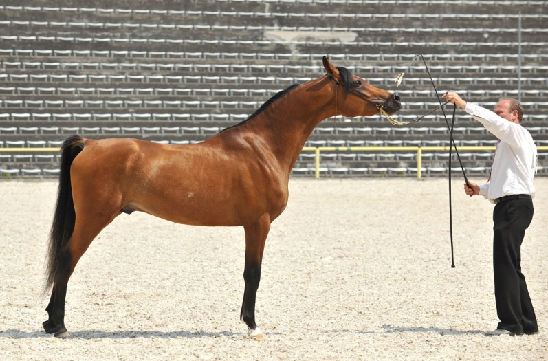 Bairactar Memorial Schau 2010 (Foto: Stephan Kube)