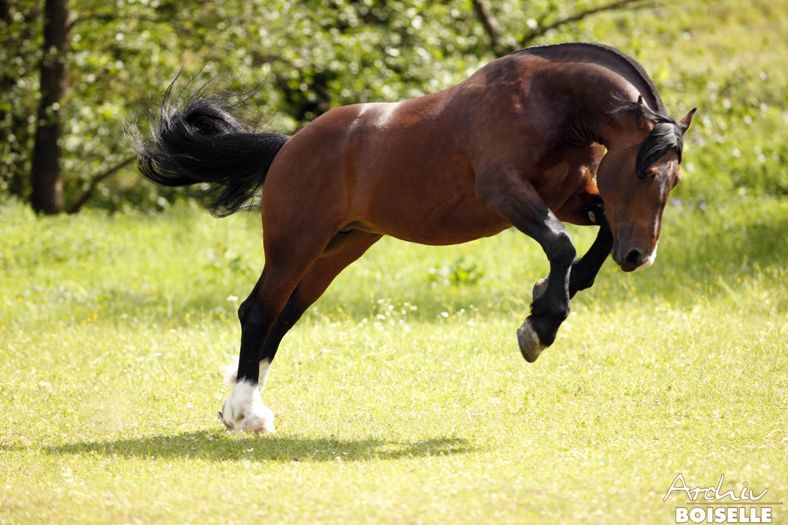 Cob Normand Hengst Ulysse des Pres Marbach (Foto: Archiv Boiselle)