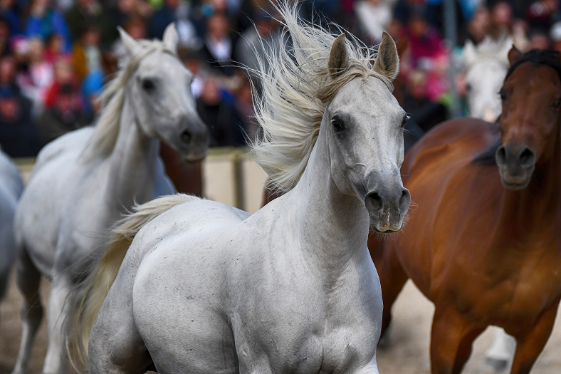 HP 2016 Silberne Herde