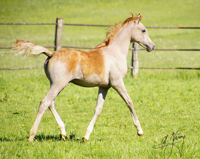 Araber Hengstfohlen