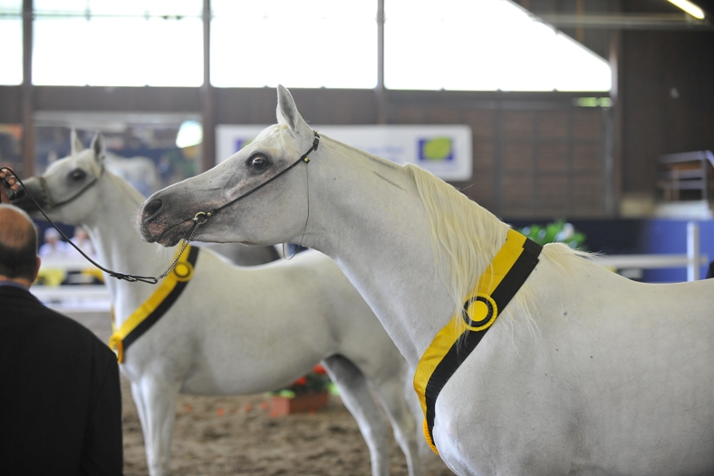 Bairactar Memorial Schau 2010 (Foto: Stephan Kube)