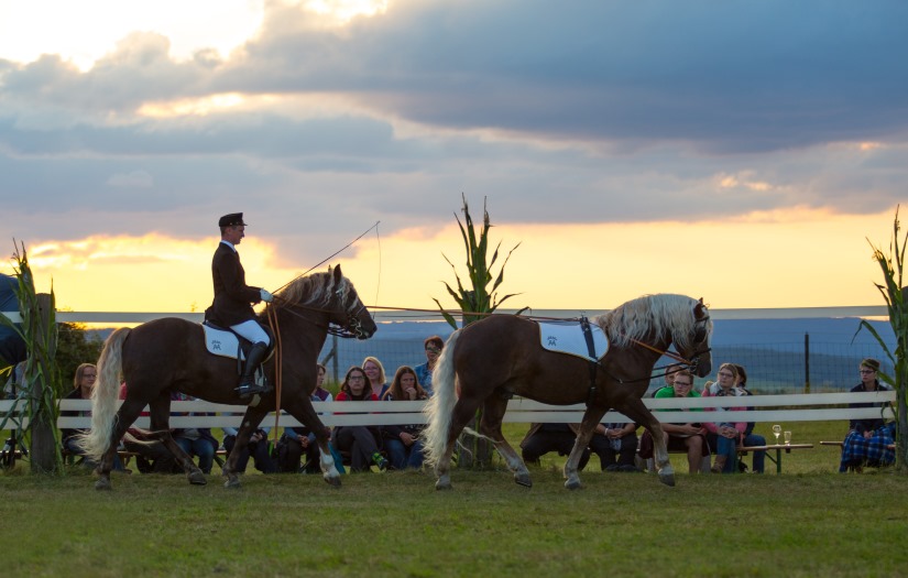 Fahrschule vom Sattel
