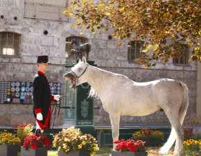 Konrad Müller mit gähnendem Araberhengst vor dem Stutenbrunnen