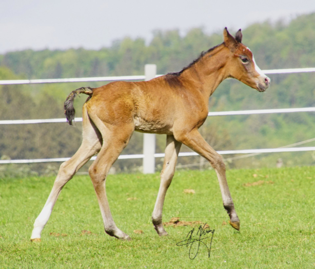 Araber hengstfohlen