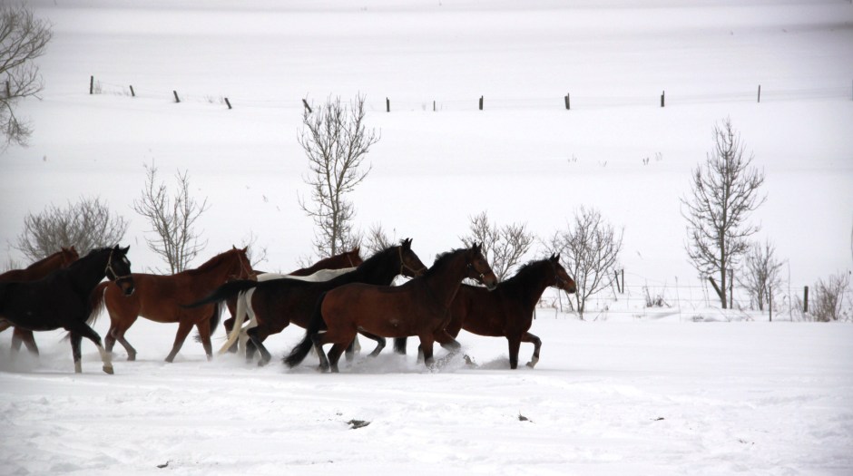 Lehrpferde auf der Koppel