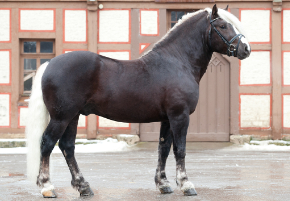 Schwarzwälder Hengst Markus