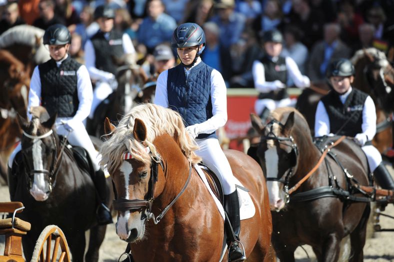 Marbacher Hengstparaden 2019