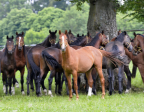 Zweijährige auf der Koppel