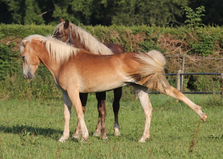 Morgenstimmung Vorwerk Fohlenhof (Foto: Silke Busse)