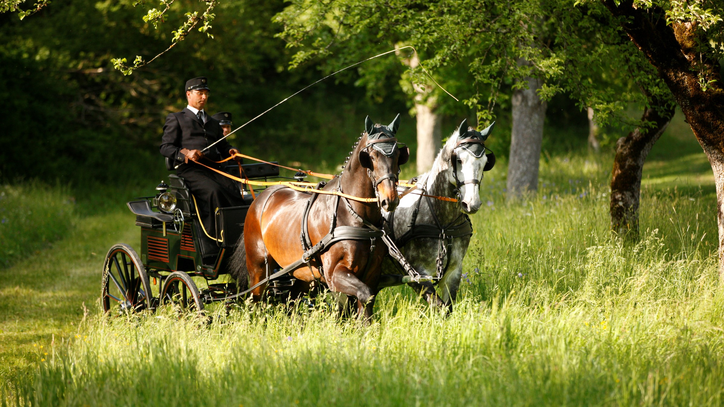 Fred Probst mit einem Gespann in der Wiese