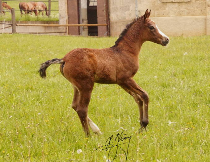 Araber Hengstfohlen