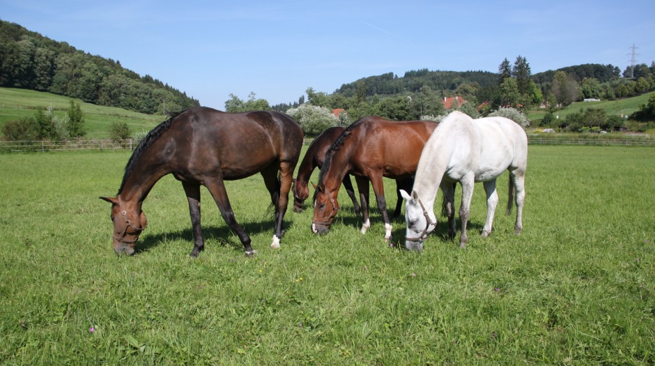 Lehrpferde auf der Koppel