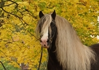 Revisor 1 Boiselle-Lenz.jpg