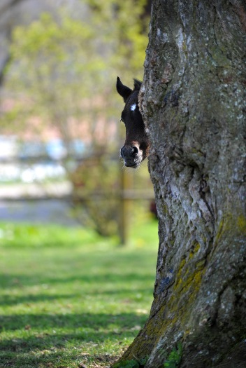 Araberfohlen auf den Marbacher Stutenweiden (Foto: Stephan Kube)