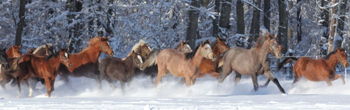 Eine Herde verschiedener Rassen galoppiert durch den Schnee
