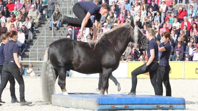 Azubis hüpfen an der Hengstparade über einen Schwarzwälder