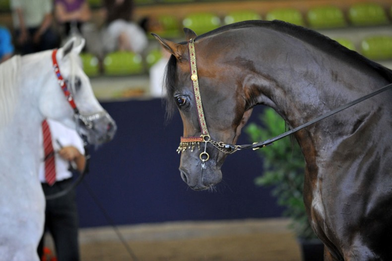Bairactar Memorial Schau 2010 (Foto: Stephan Kube)