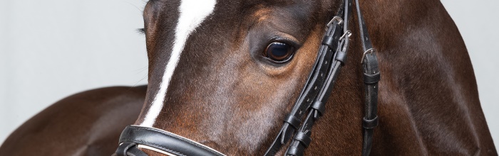 Marbacher Verkaufspferde (Foto: Maximilian Schreiner)